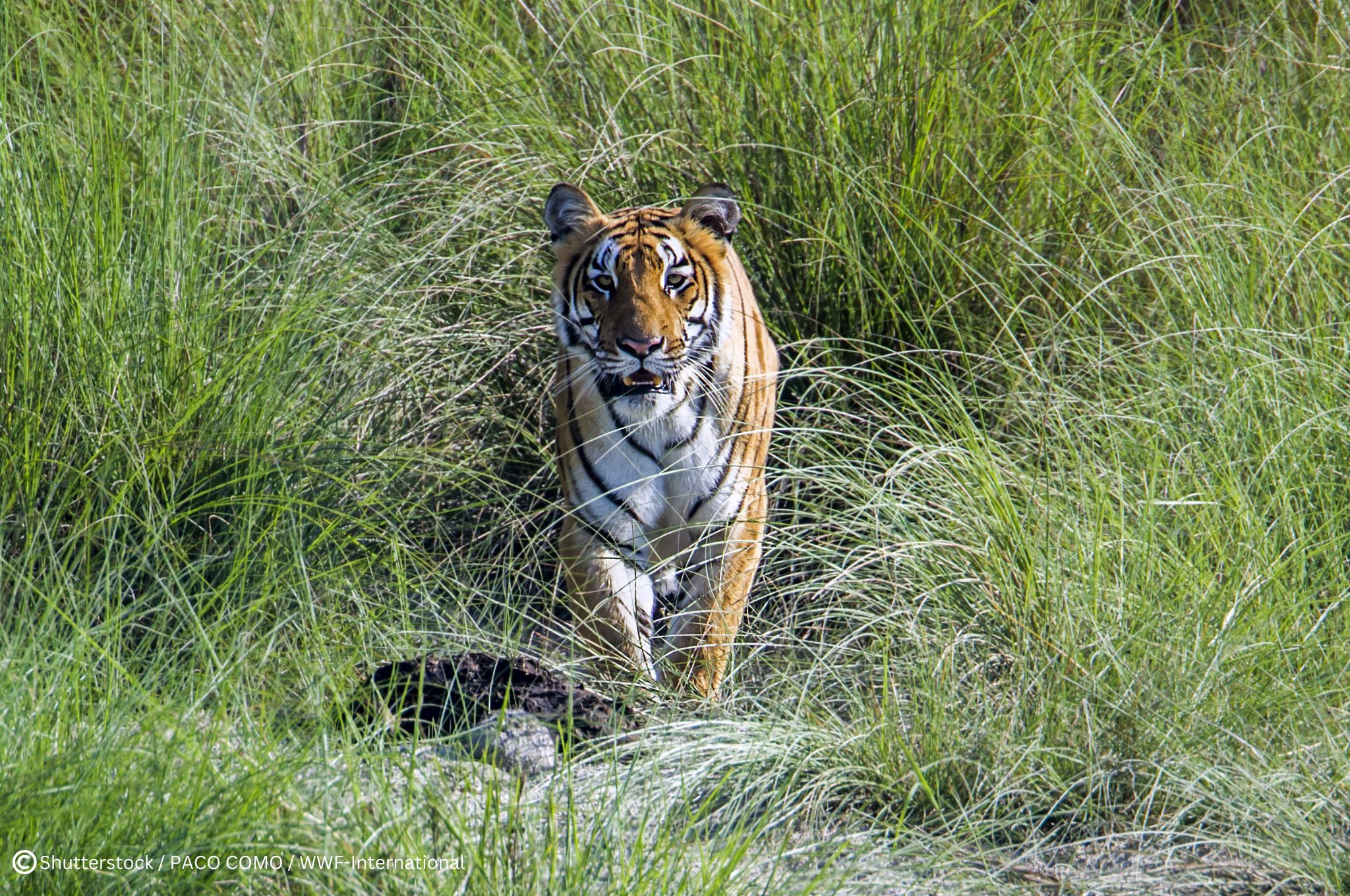 Terai Arc Landscape recognized as World Restoration Flagship