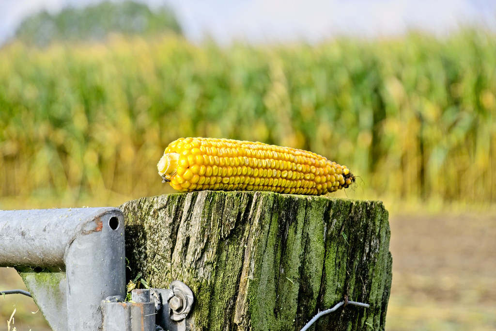 Outbreak of armyworm destroyed crops in Tanahu