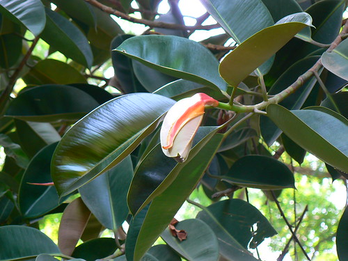 ‘Father of rubber plant farming’ honoured