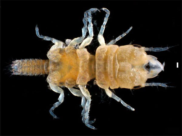 Study discovers new isopod species in Florida Keys