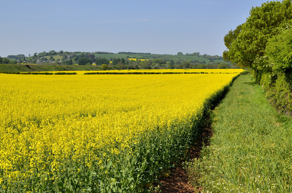 Oilseed farming on the rise in Bara