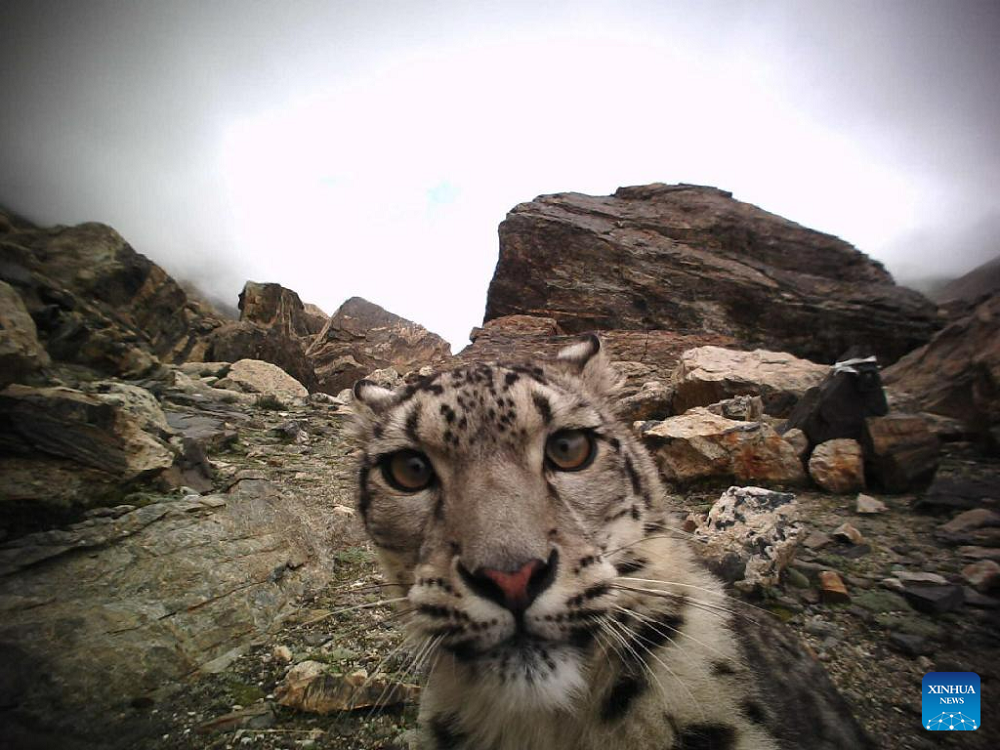 Snow leopards in Qomolangma reserve