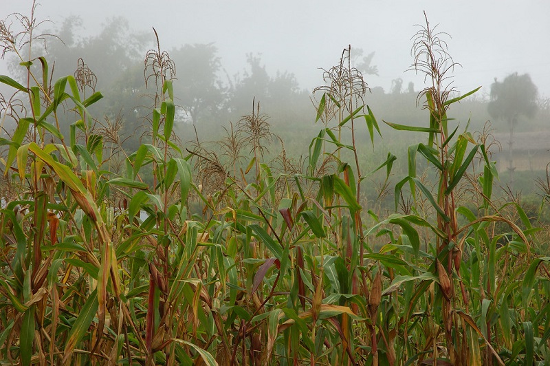 Farmers resort to selling land after crop production decreases