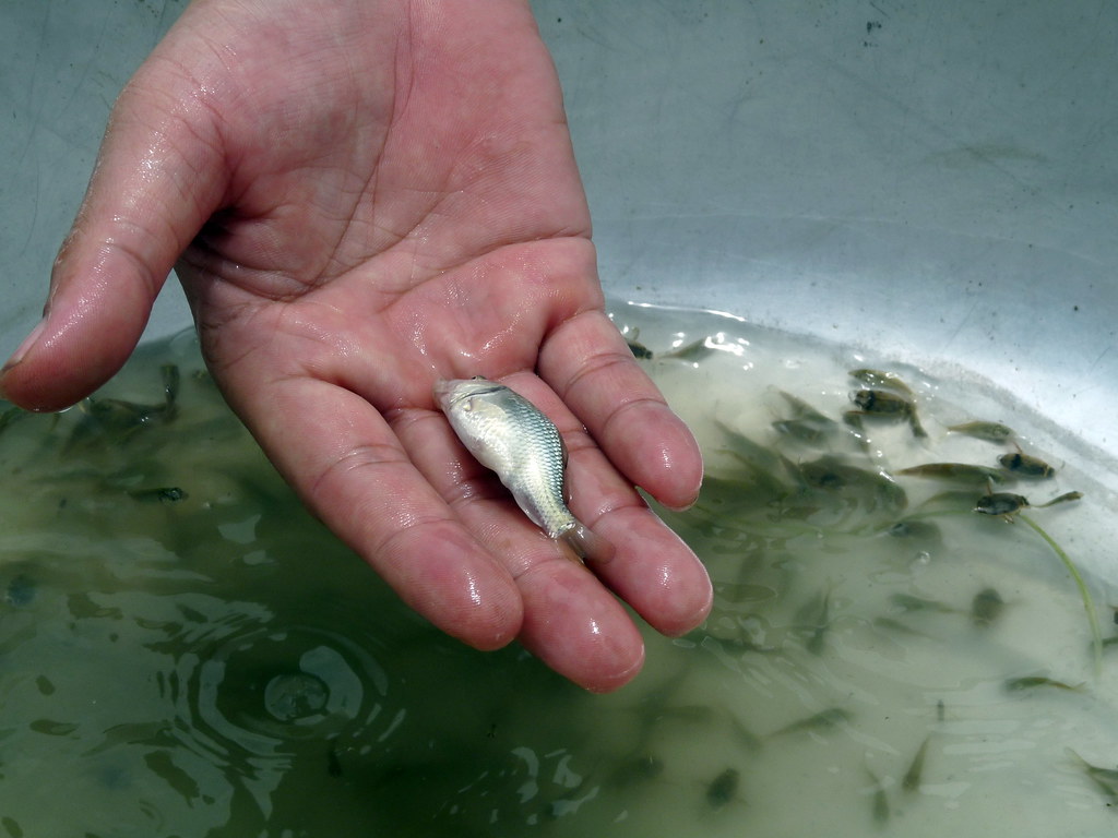 40,000 fingerlings released in Narayani river