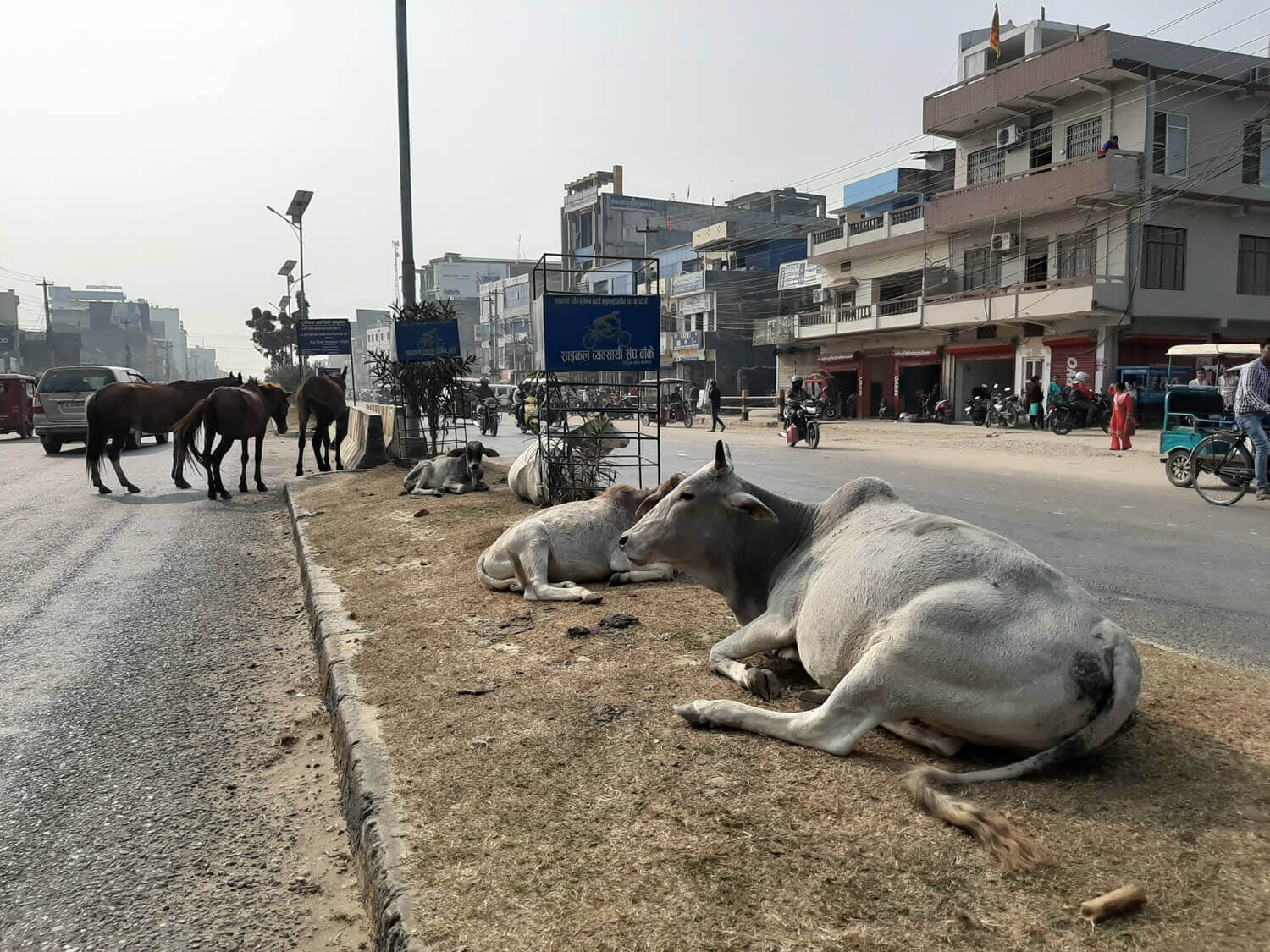 Stray cattle damages rice in Tikapur