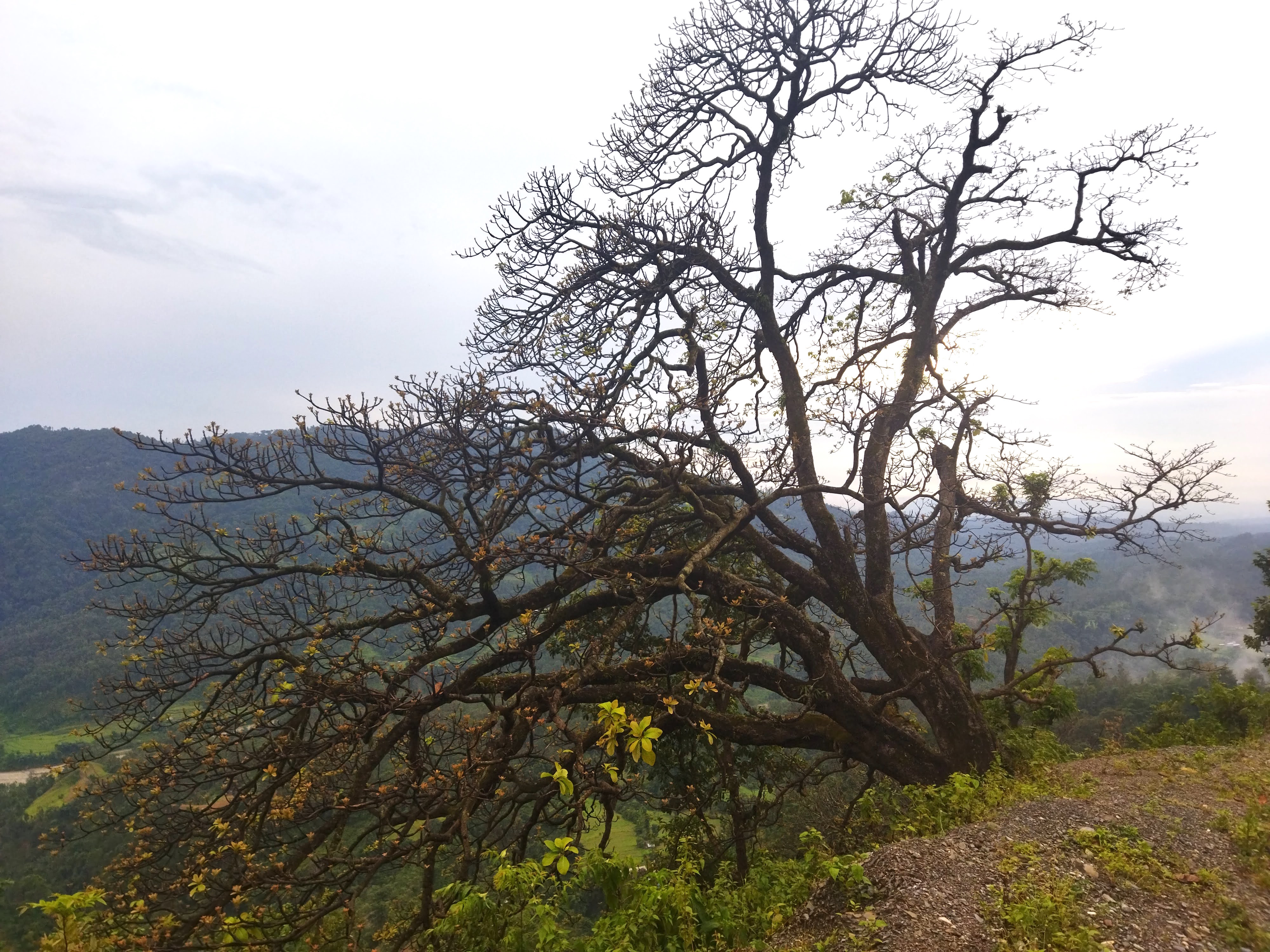 Marginalised Chepangs give ‘chiuri’ trees as dowry to daughters in marriage