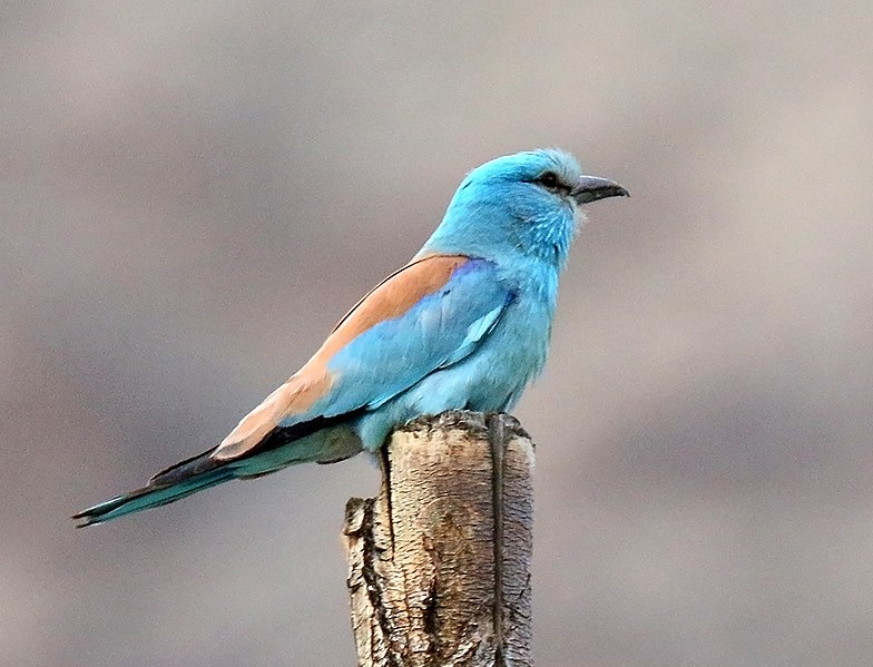 Rare species of bird found in Upper Mustang