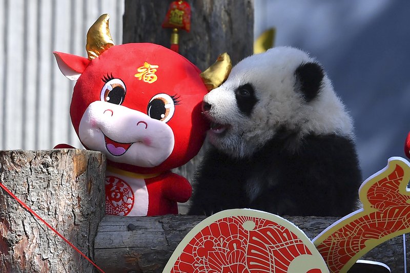 China reserve shows off 10 panda cubs to mark Lunar New Year