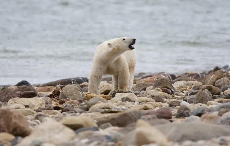 Canadian polar bears dying at fast rate