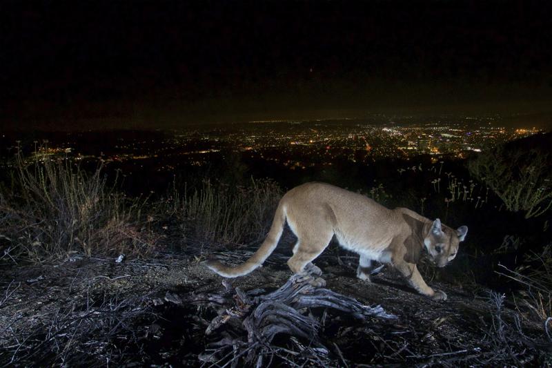 Mountain lion attacks a 5-year-old boy