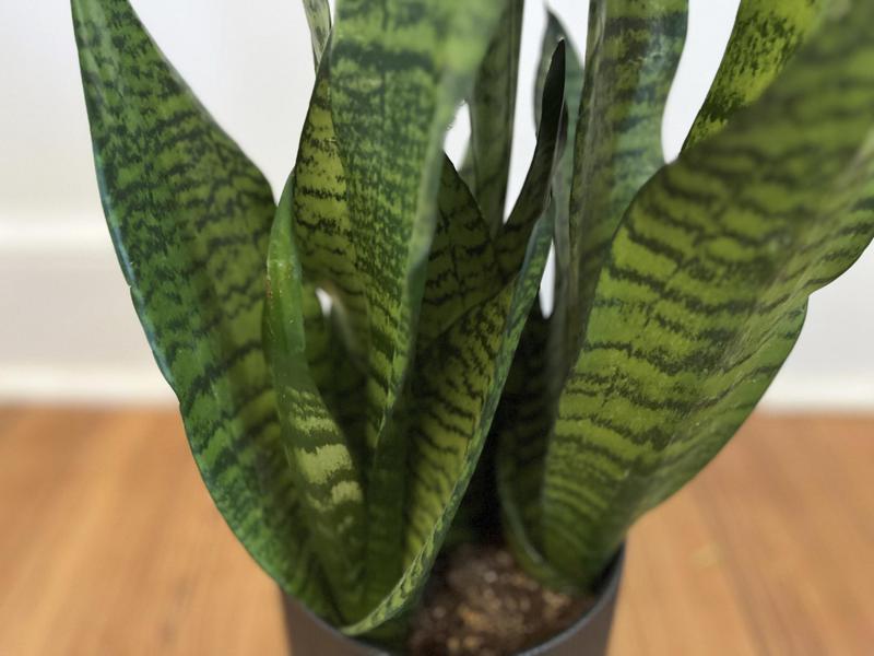 NASA didn’t publish study on snake plants