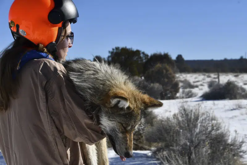 Endangered Mexican wolf population rises in US