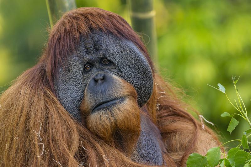 Satu, much-loved ape, dies at 26