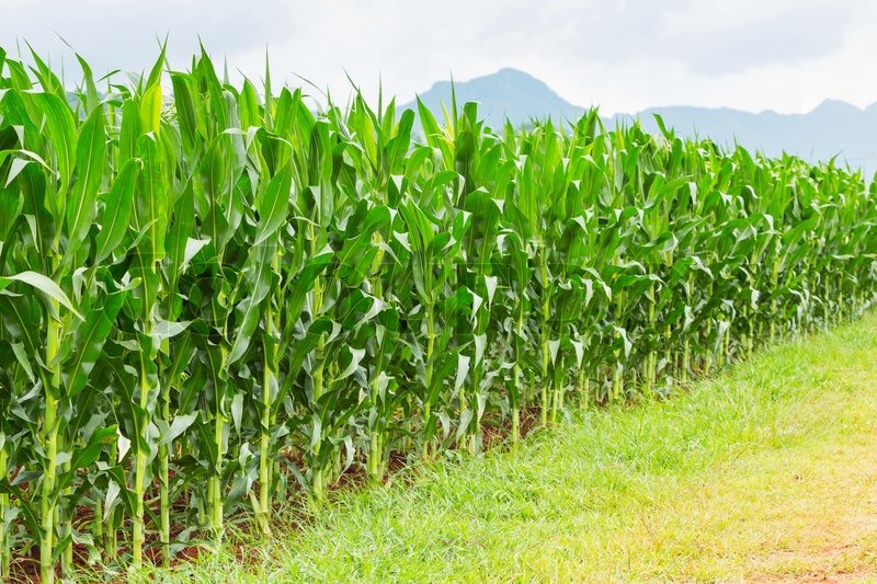 Achham Locals Guard Corns, Brave Night