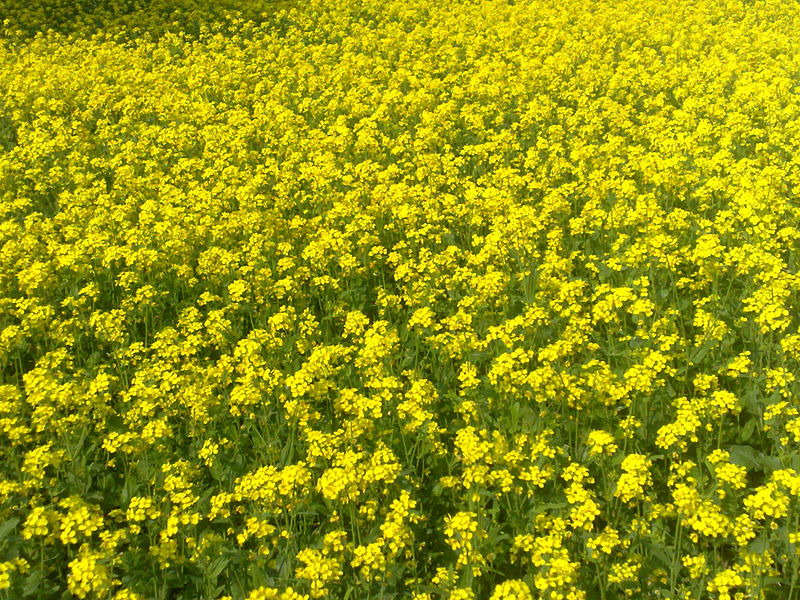 Mustard production likely to increase in Jhapa