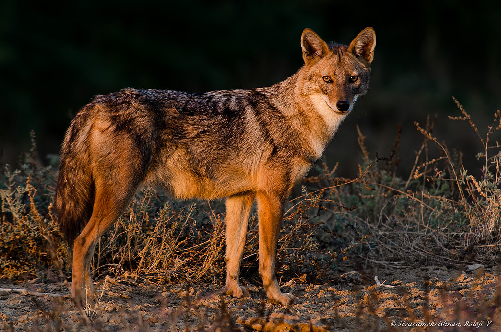 Six injured in jackal attack in Mahottari