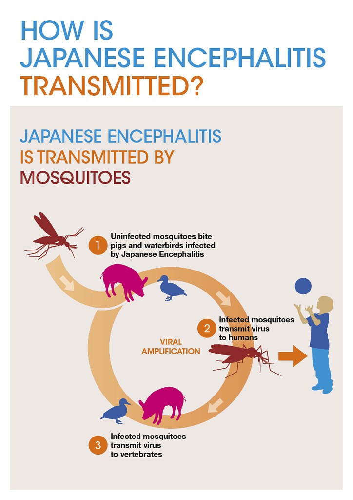 Japanese encephalitis seen in Makawanpur, 3 dead