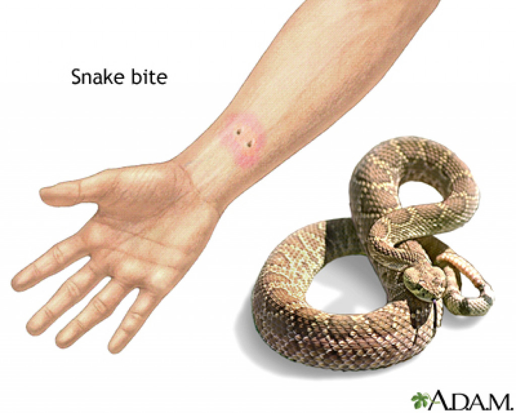 Four persons die from snakebite in two days in Kapilvastu