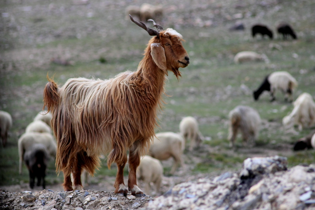 Samples of Himalayan goat wool collected for quality test