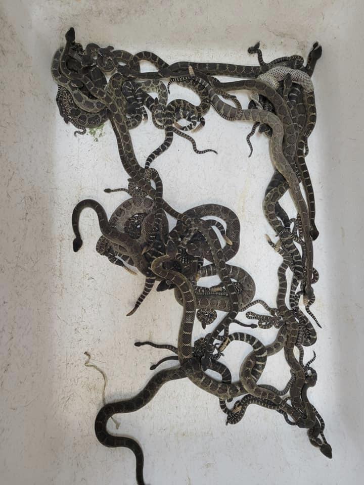 More than 90 snakes found under Northern California home