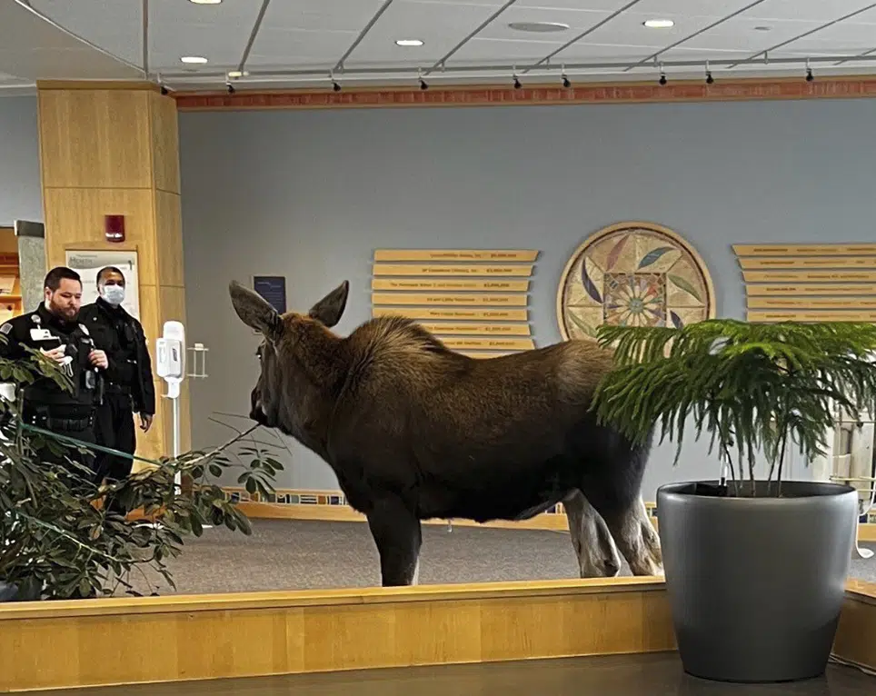 Moose walks into a hospital building