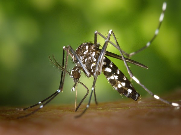 Mosquitoes possess bizarre sense of smell