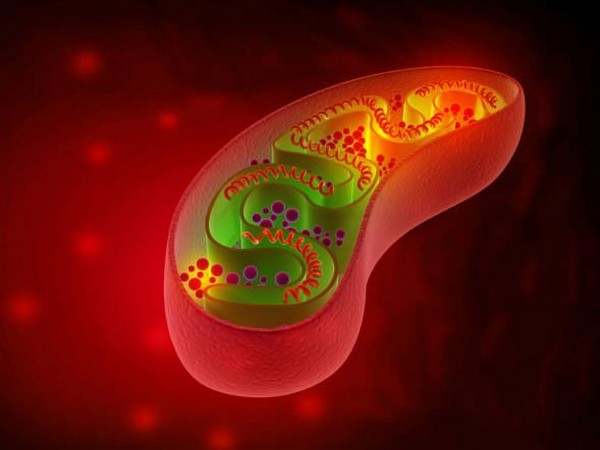 Shape-shifting mitochondria play important role