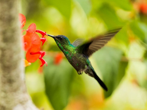 Female hummingbirds evolved looking like males for aggression