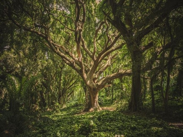 Climate change turns trees into gluttons