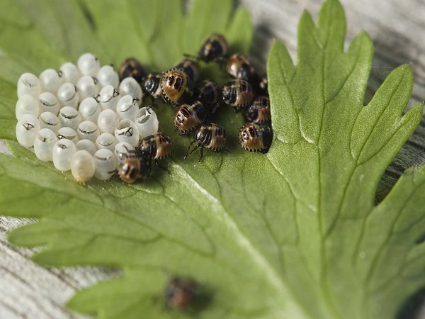 Climate change can expand stink bug habitat