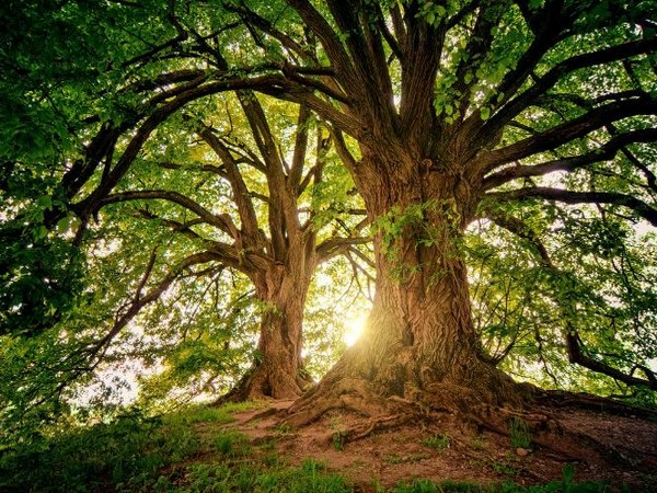 Study: Climate change is turning trees into gluttons