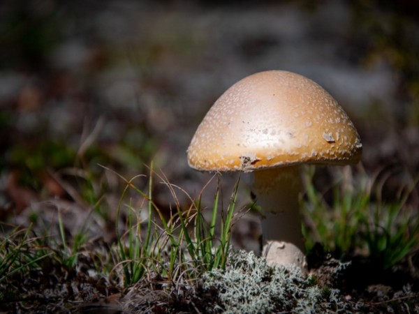 How mushrooms become “magic mushrooms”