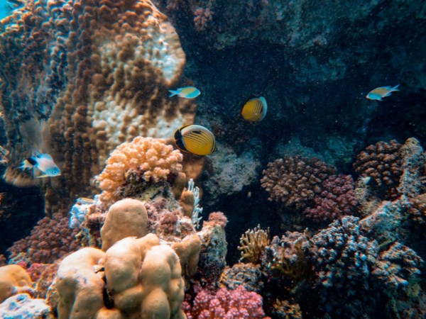 Coral chemical compounds impact reef composition & health