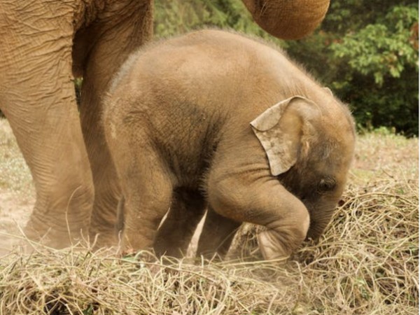 Asian elephants choose habitats near boundaries of protected areas