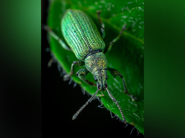 Insect pollination key for rare Wyoming sagebrush species