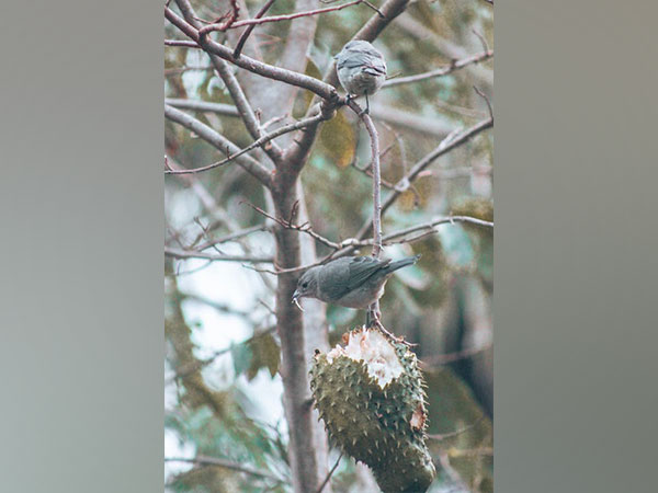 Hybrid songbirds more likely to found in human: Study