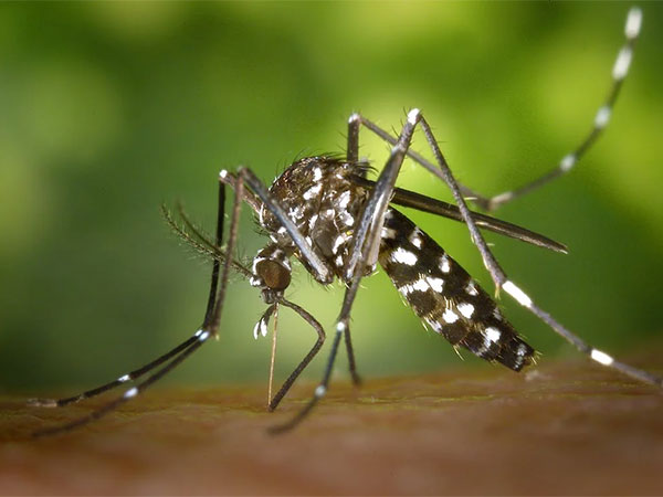 Why certain people attract mosquitoes more than others: Research