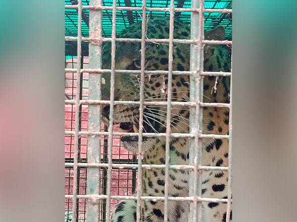 Leopard rescued & released in Assam