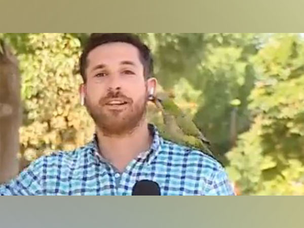 Parrot steals TV reporter’s earpiece while live on air