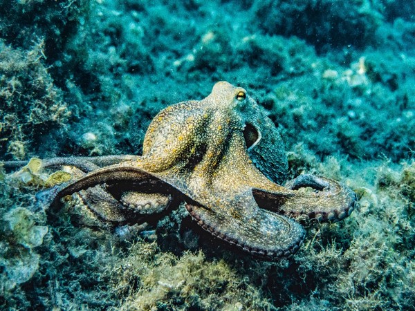 Neuroscientists look deep into the eyes of octopus