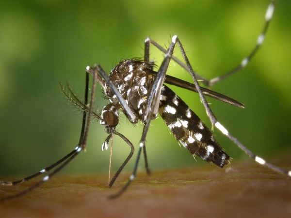 Researchers develop new way to detect malaria