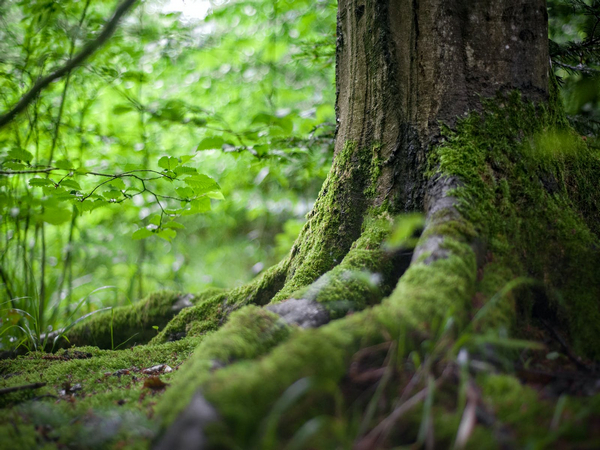 Amid climate change, forests can help manage water