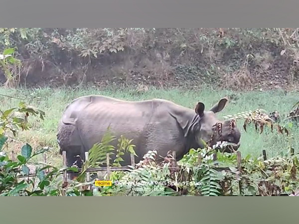 Forest officials injured in rhino attack