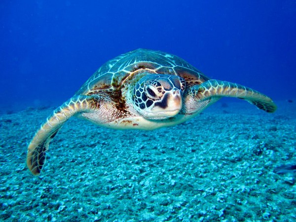 Sea turtles adapt to changing world