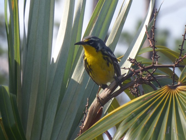 Bahamas bird may be lost following hurricane