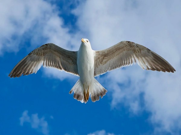 Mystery behind structure of birds’ wings