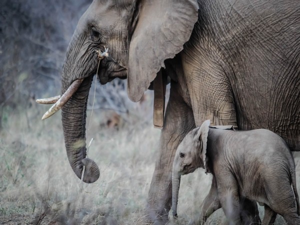 Tamil Nadu: 3 elephants get electrocuted