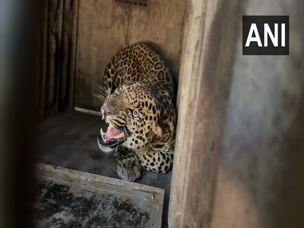 Leopard rescued at Warje area of the Pune district