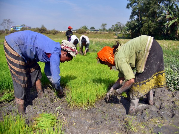 Retail inflation for agricultural, rural workers grows