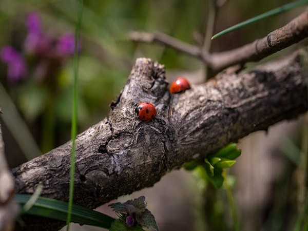 Ambrosia beetles can distinguish between different species